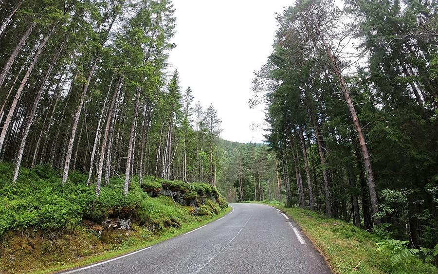 Klimatyczny norweski las