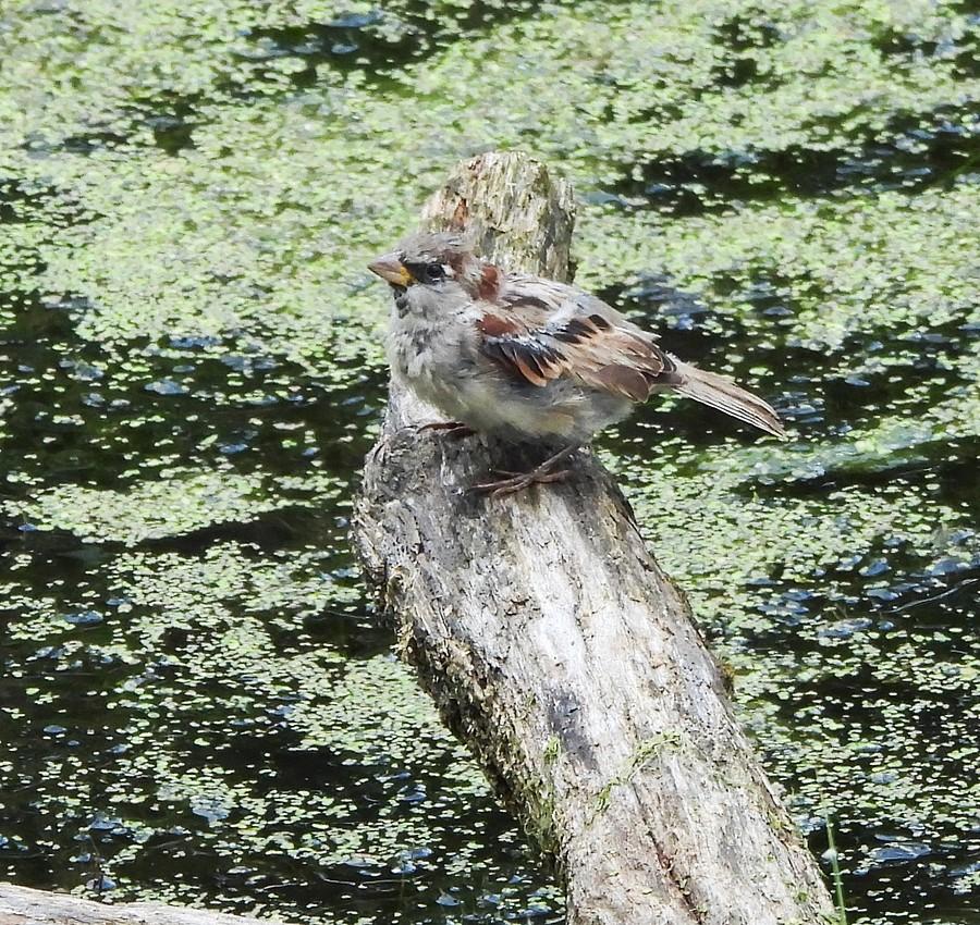 Zmoknięty wróbelek