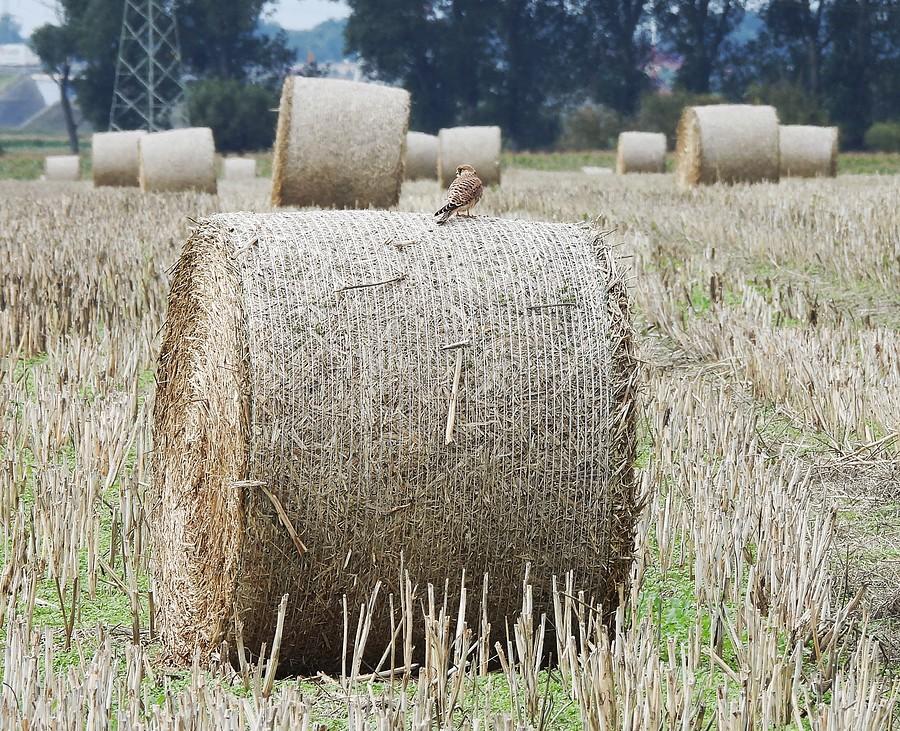 Balot z pustułką