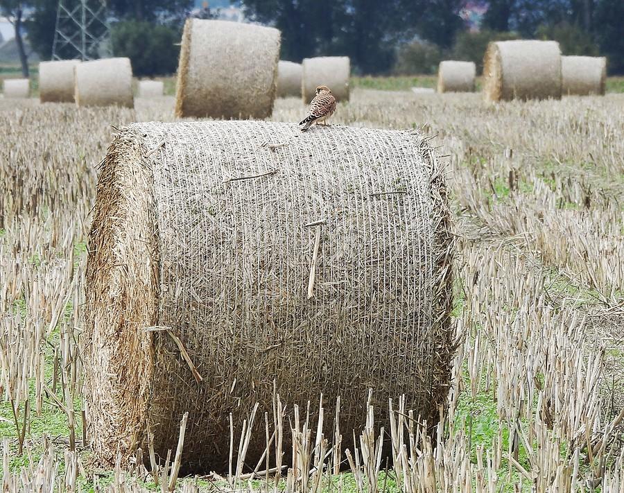 Pustułka na balocie