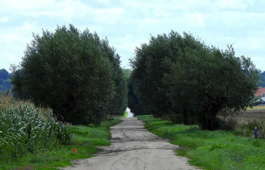 Szuter między wierzbami