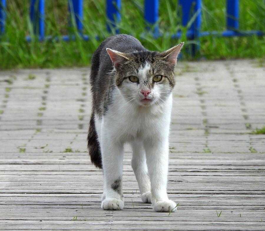 Zaskoczony kotek