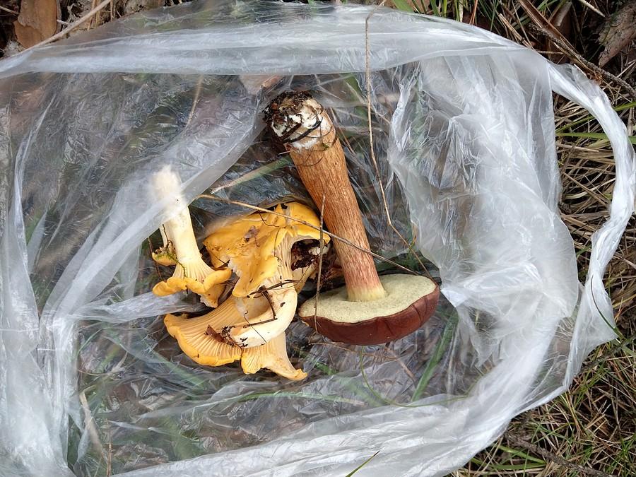 Kilka grzybków