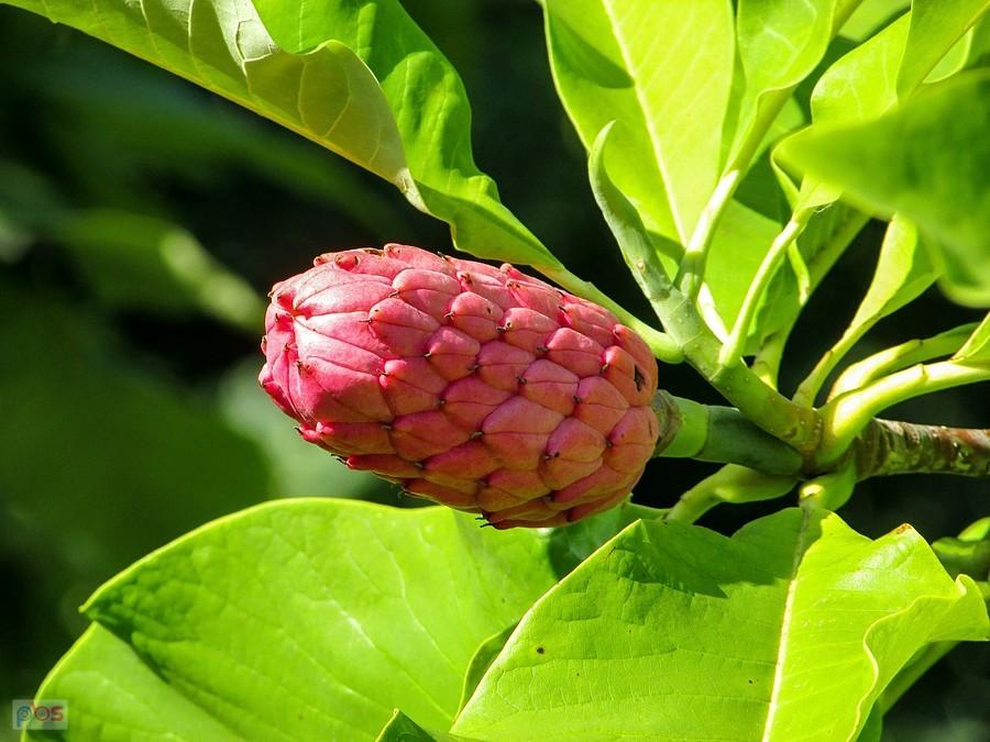Szyszka magnolii parasolowatej