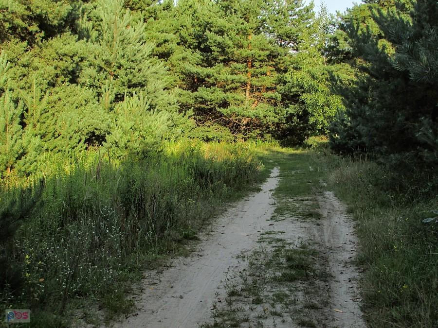 Piaszczyste sosny
