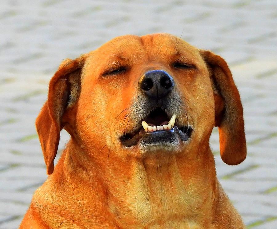 Rozmarzony Rudy :)