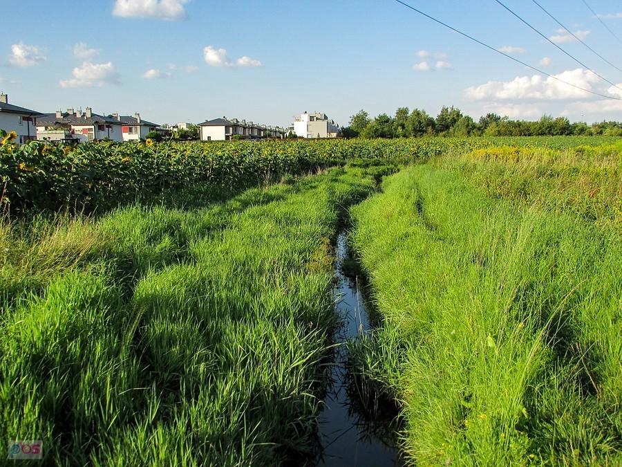 Rów Jeziorki