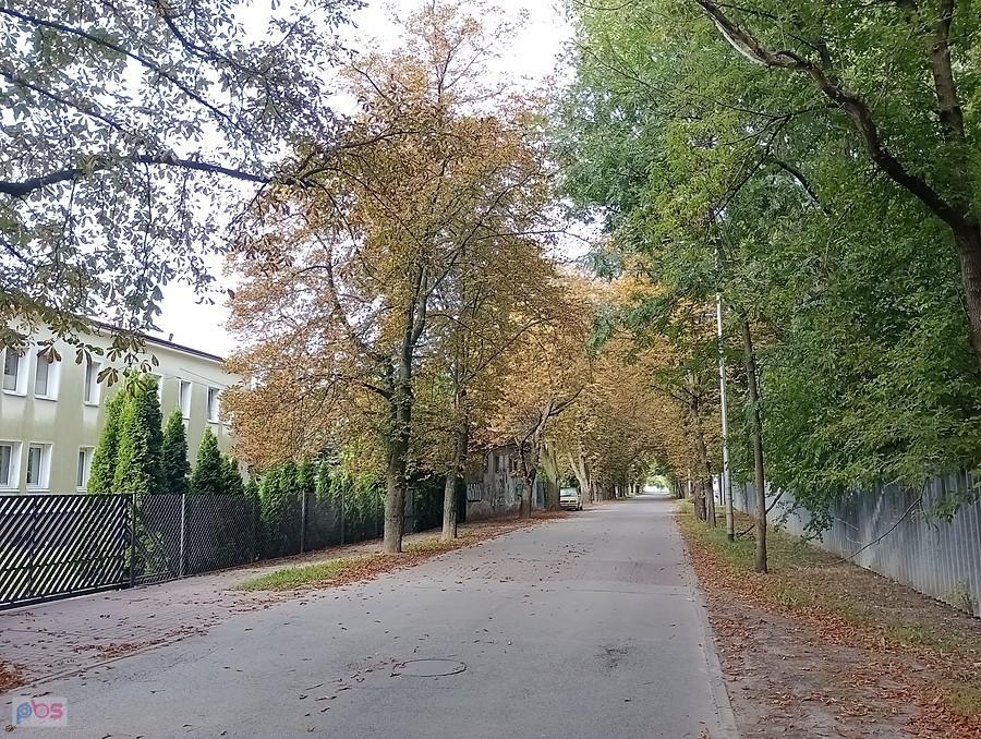 Pożółkłe kasztanowce na Parowcowej, pewnie zaatakowane przez szkodniki