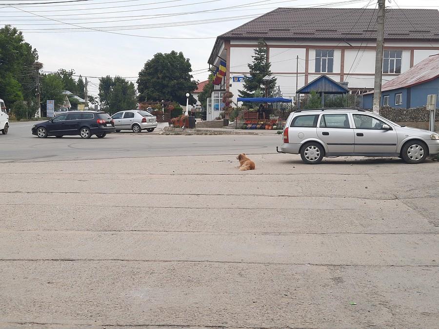 Pies być musi.