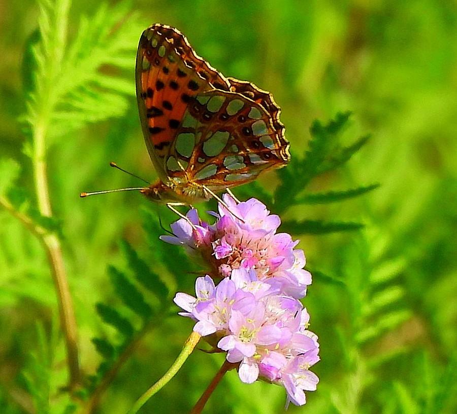 Dostojka latonia