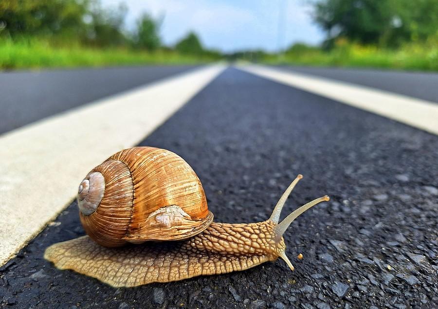 Wędrujący ślimak
