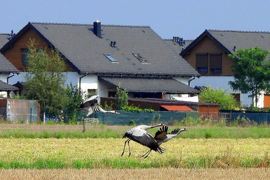 Odlatujące żurawie