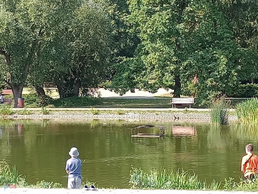 Staw w parku Szymańskiego