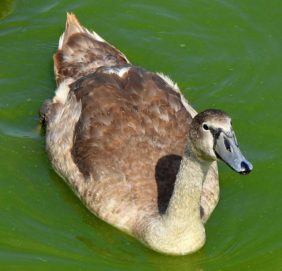 Zaciekawiony młody łabędź