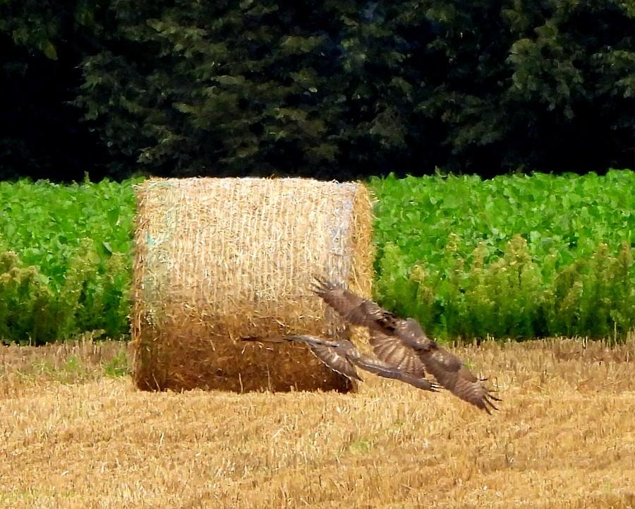 Uciekające między balotami myszołowy