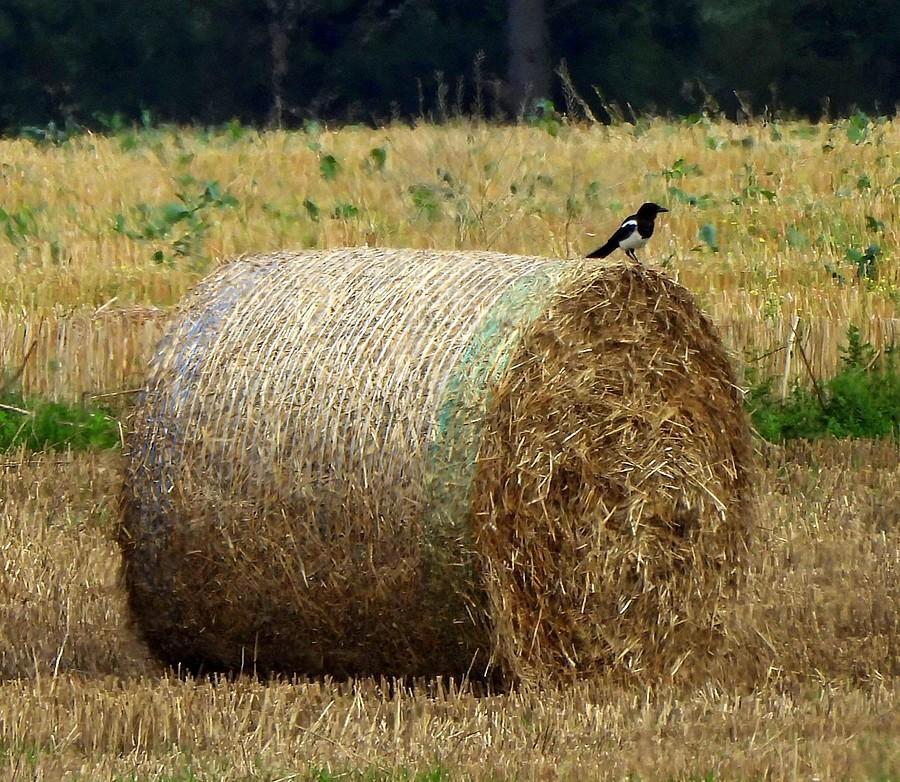 Sroka na balocie