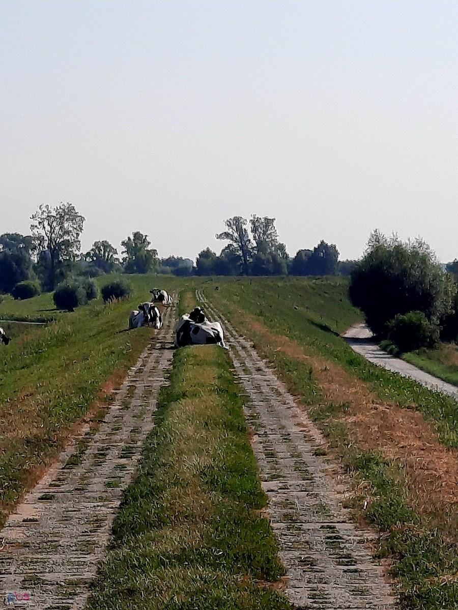 Mućka- nastąp się