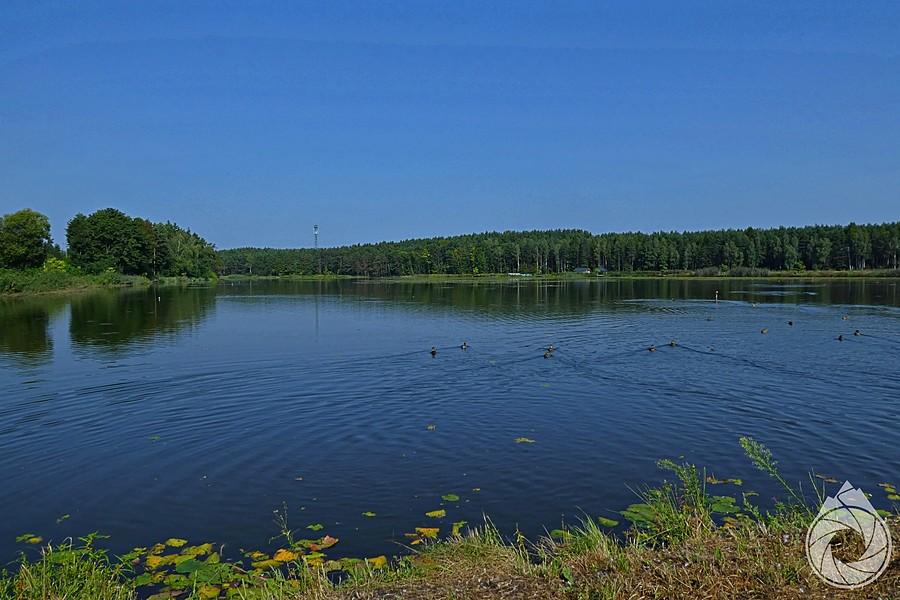 jednej ze stawów w Rudzie Różaneckiej