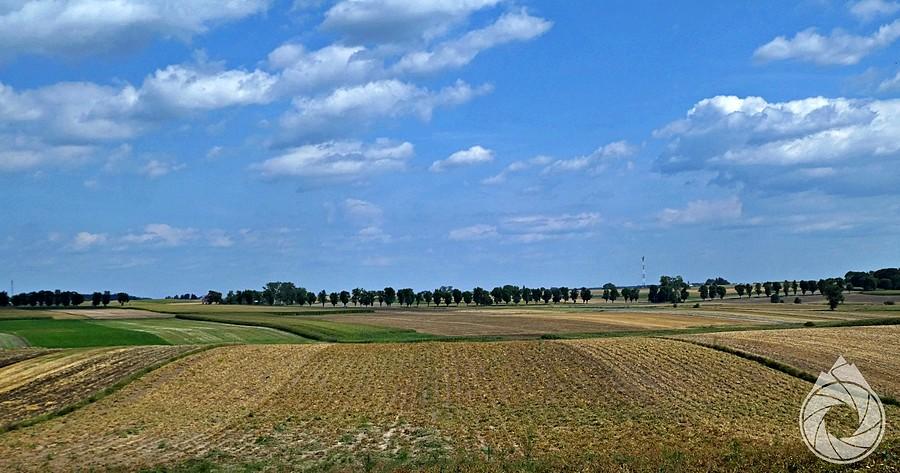 drzewa znaczą nitkę drogi wojewódzkiej (na Hrubieszów)