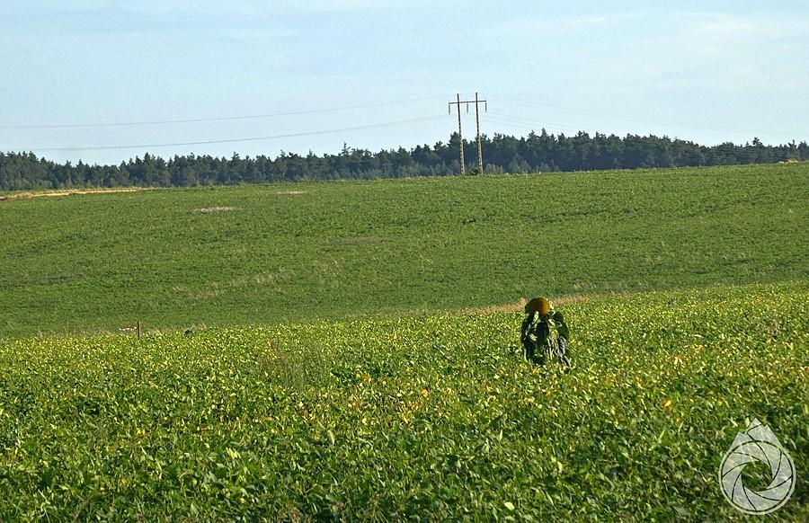 jedne przetrwały herbicydy lubelskie słoneczniken!