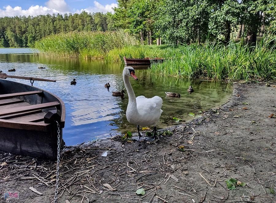 Łabędź wyszedł mi na spotkanie