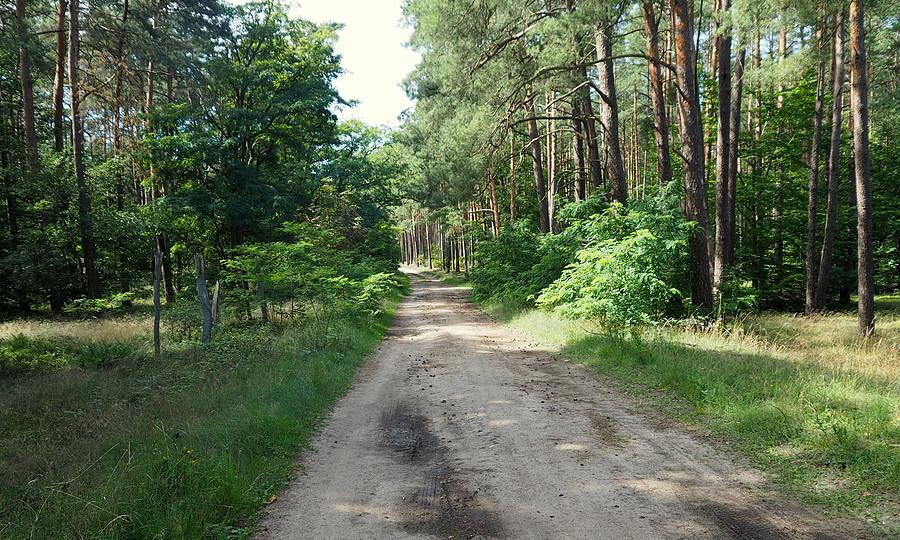 Leśna droga