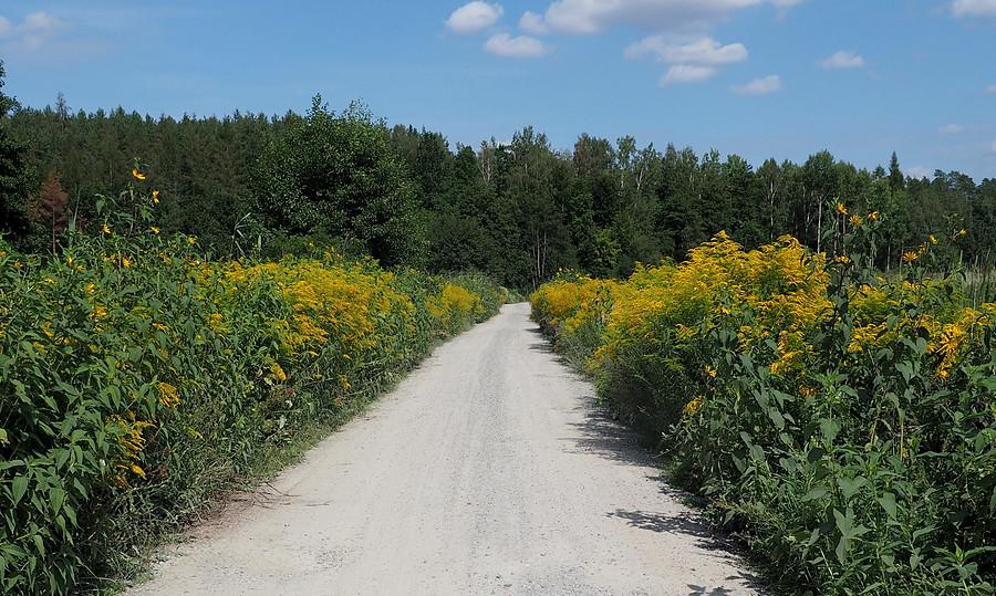 Nad stawami, okolice Sarbiewa