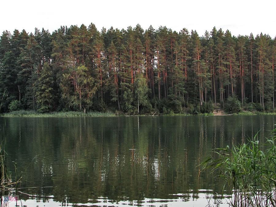 Sosny podświetlone przez zachodzące słońce