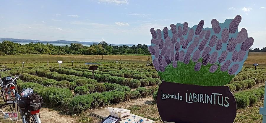 Lawendowy labirynt na północnym brzegu Balatonu