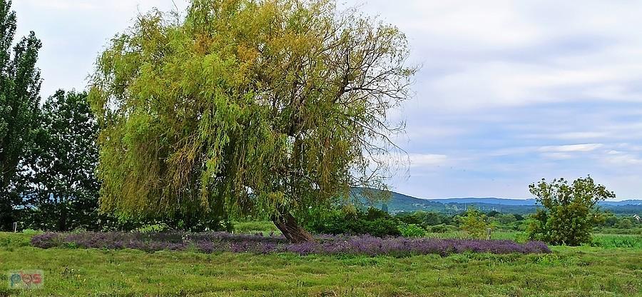Lawendowa polana nad Balatonem w pobliżu Tihany