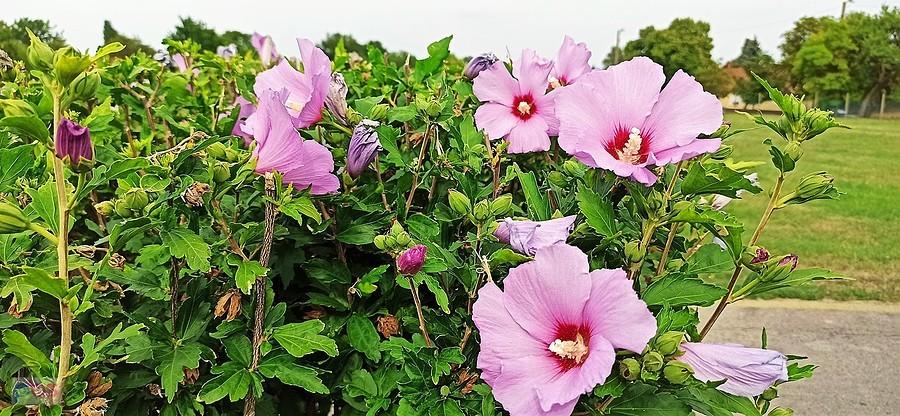 Wszechobecny na Węgrzech hibiskus