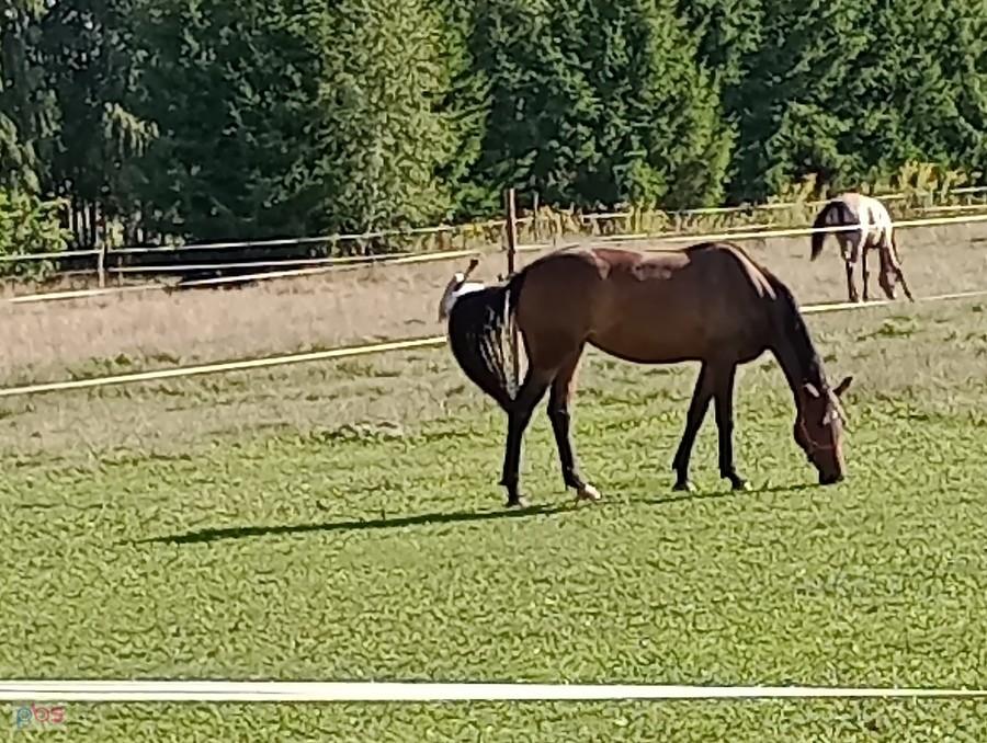 Hotel oczywiście jest dla koni