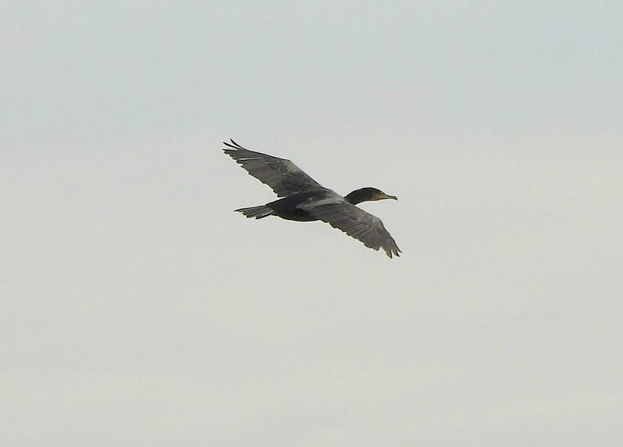Kormoran w locie