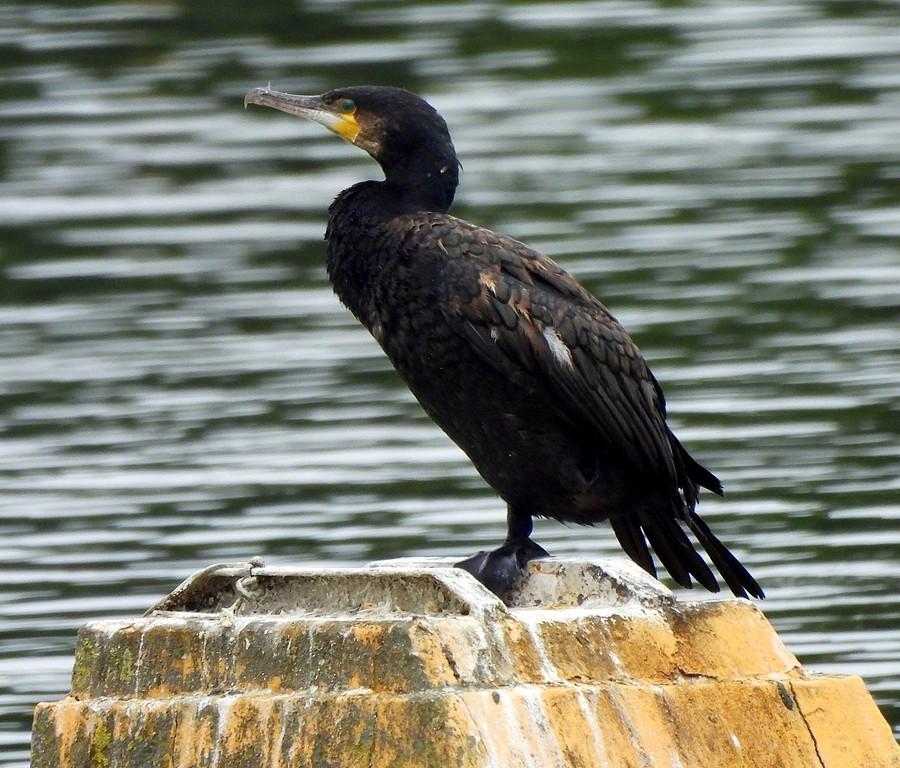 Kormoran znad Malty