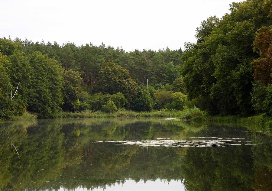 Staw Browarny z bliska