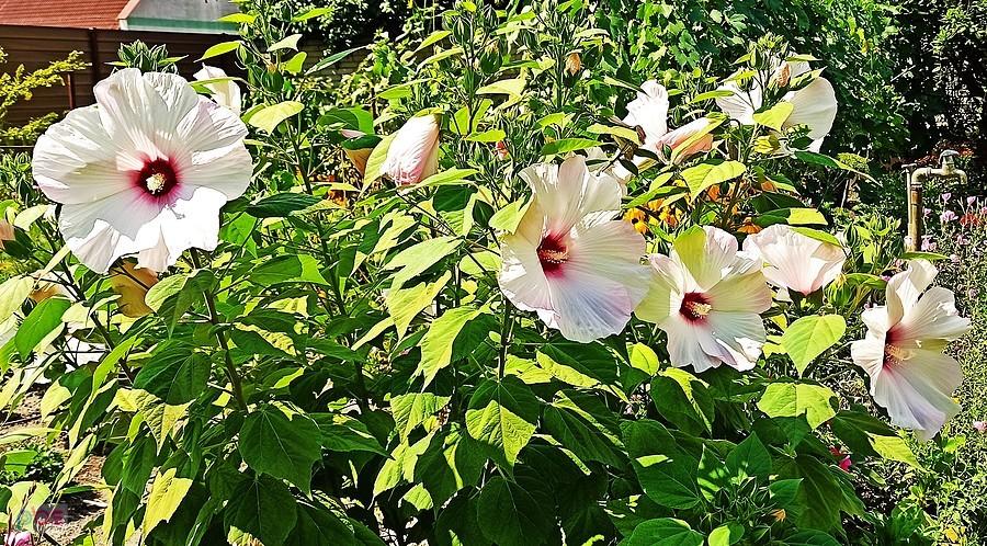 Hibiskus bagienny rośnie prawie przed każdym węgierskim domem