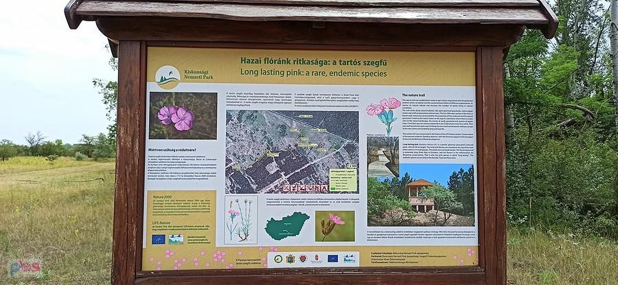 Dianthus diutinus (goździk długowieczny) w Parku Narodowym Kiskunsag na Węgrzech