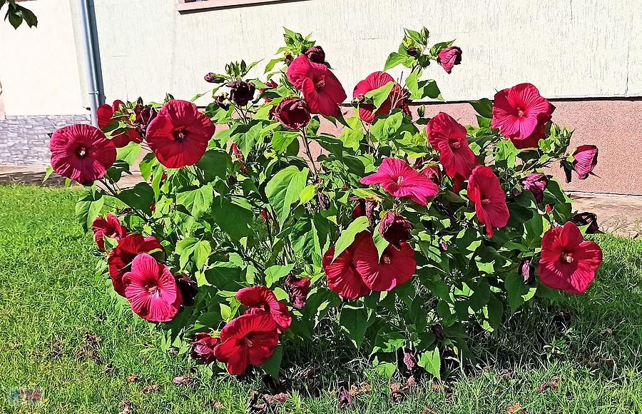 Hibiskus bagienny ulubiony przydomowy kwiat na Węgrzech