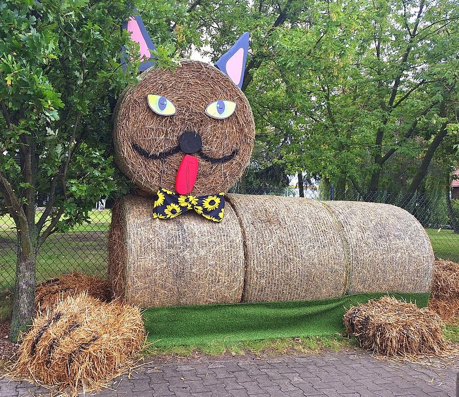 Kotek z Dopiewa