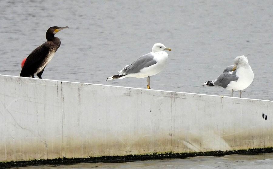 Kormoran i mewy