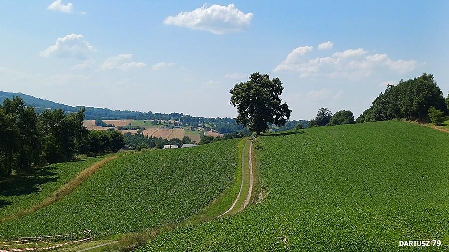 Dębno