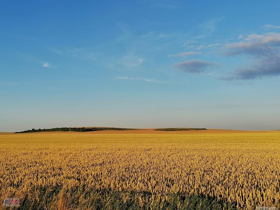 Czeka na żniwa