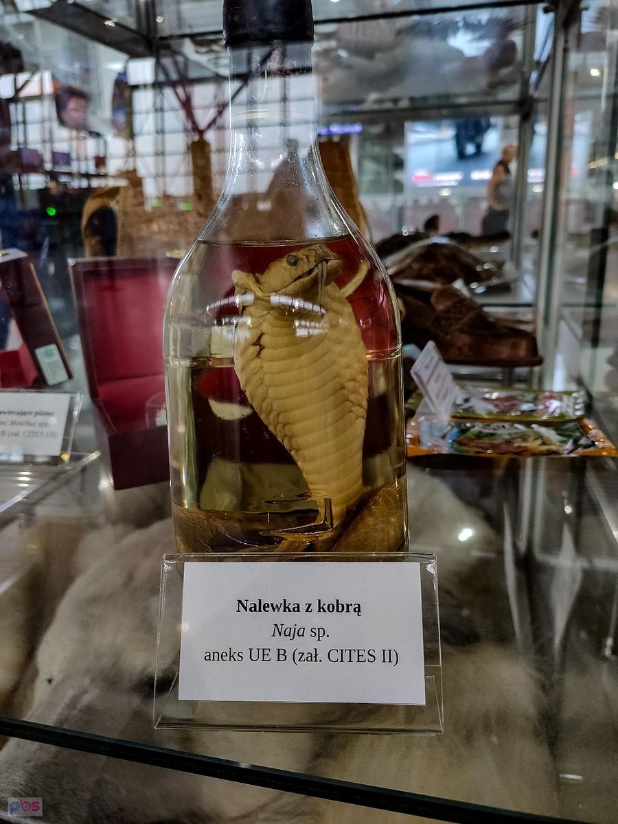 Nalewka na kobrze