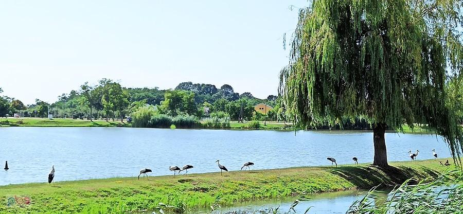 Kolonia bocianów nad jeziorem w Sarkad