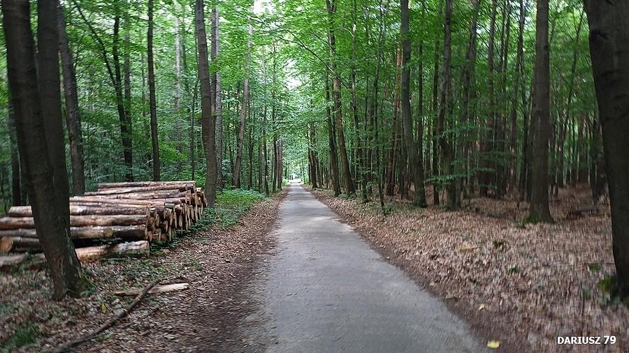 Puszcza Dulowska