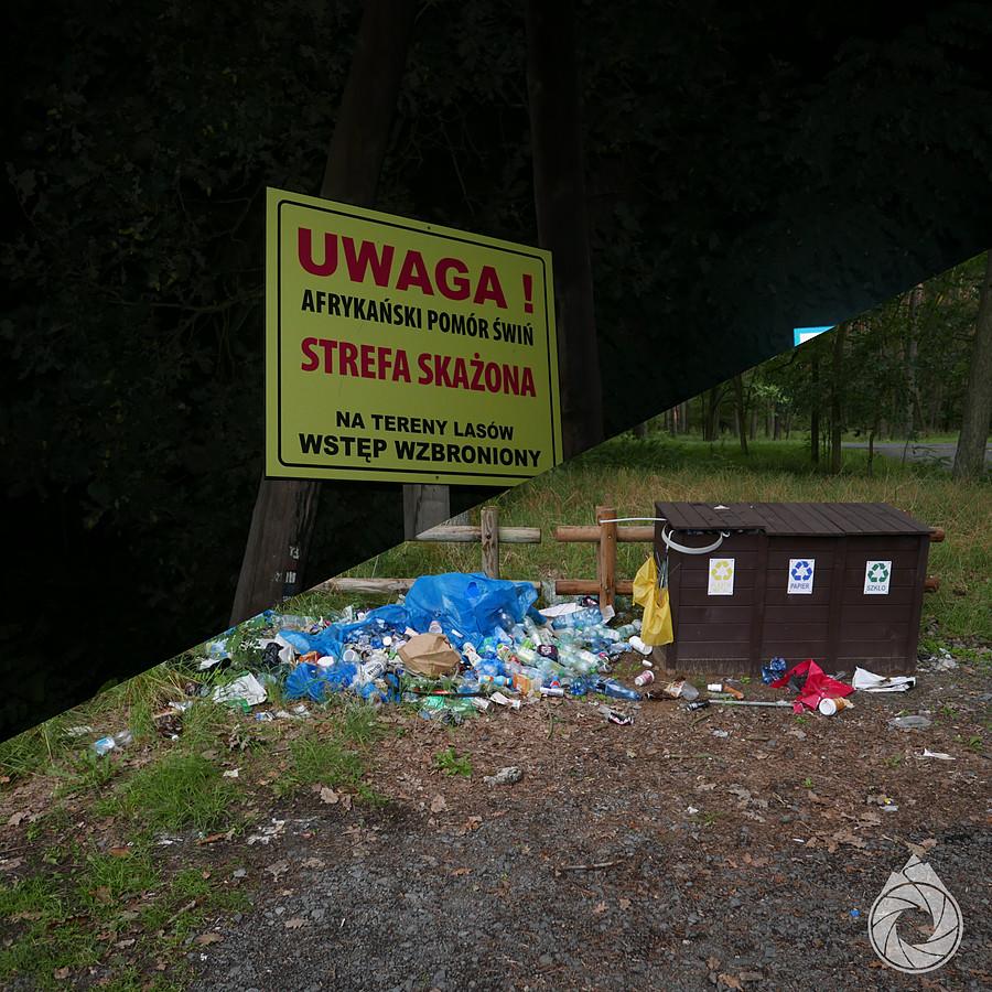 nadleśnictwo: nie włazić do lasu, bo wirusy dzików!; to samo nadleśnictwo na parkingu leśnym: