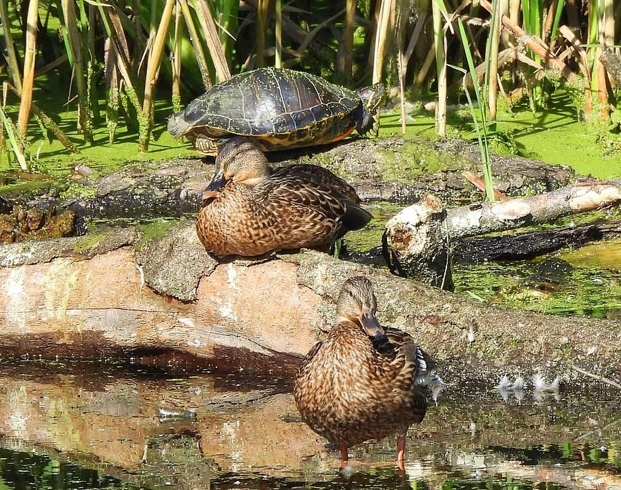 Krzyżówki i żółwik :)