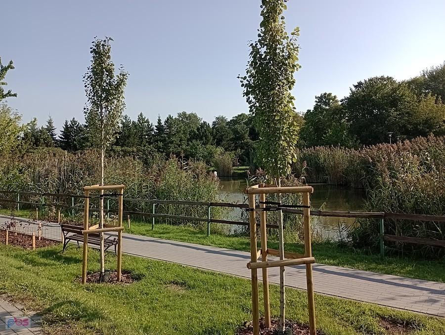 Staw w Borzęcinie