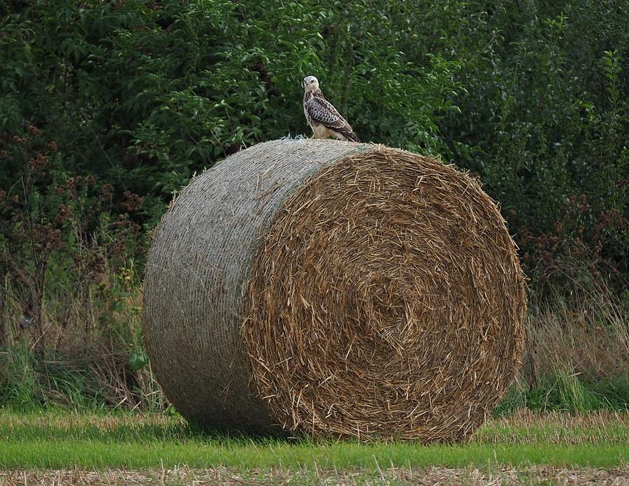 Myszołów na balocie