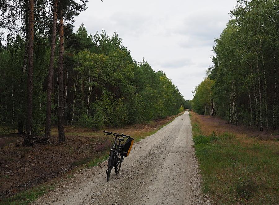 Szutrem przez Puszczę Rzepińską